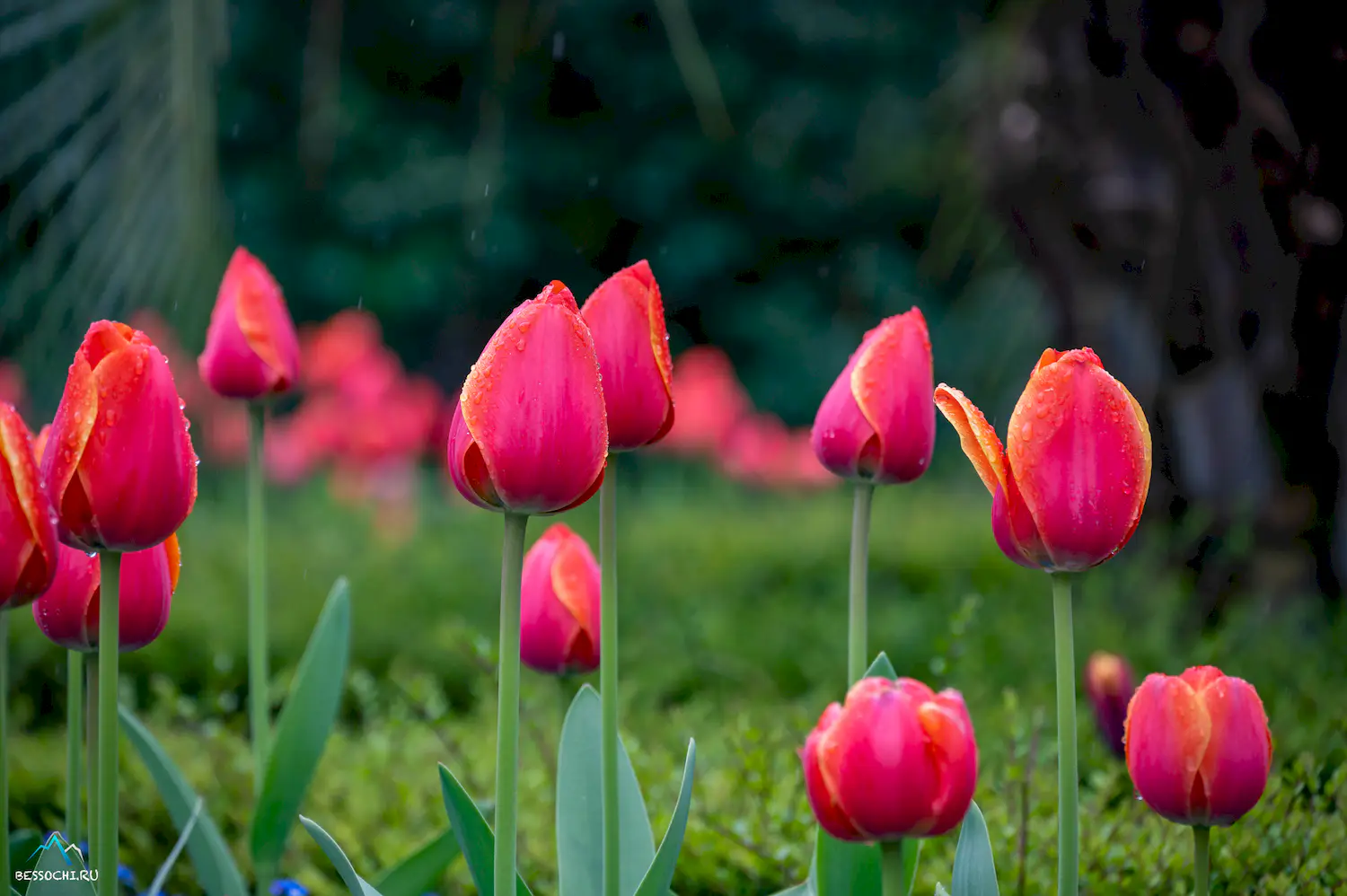 Весна в Сочи