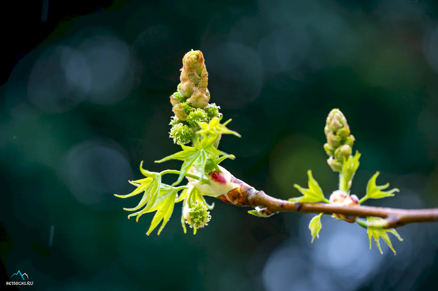 Весна в Сочи