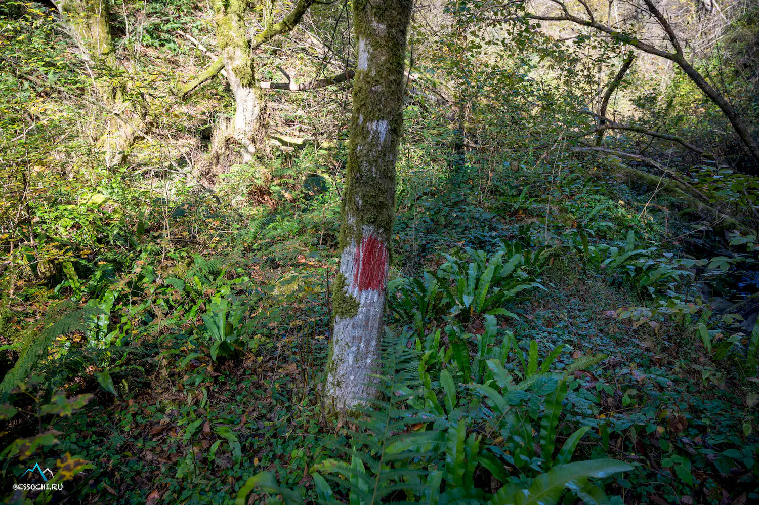 Первый приток Кутарки