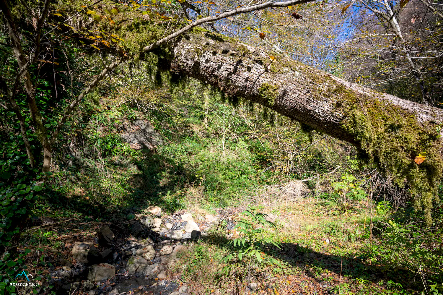 Первый приток Кутарки