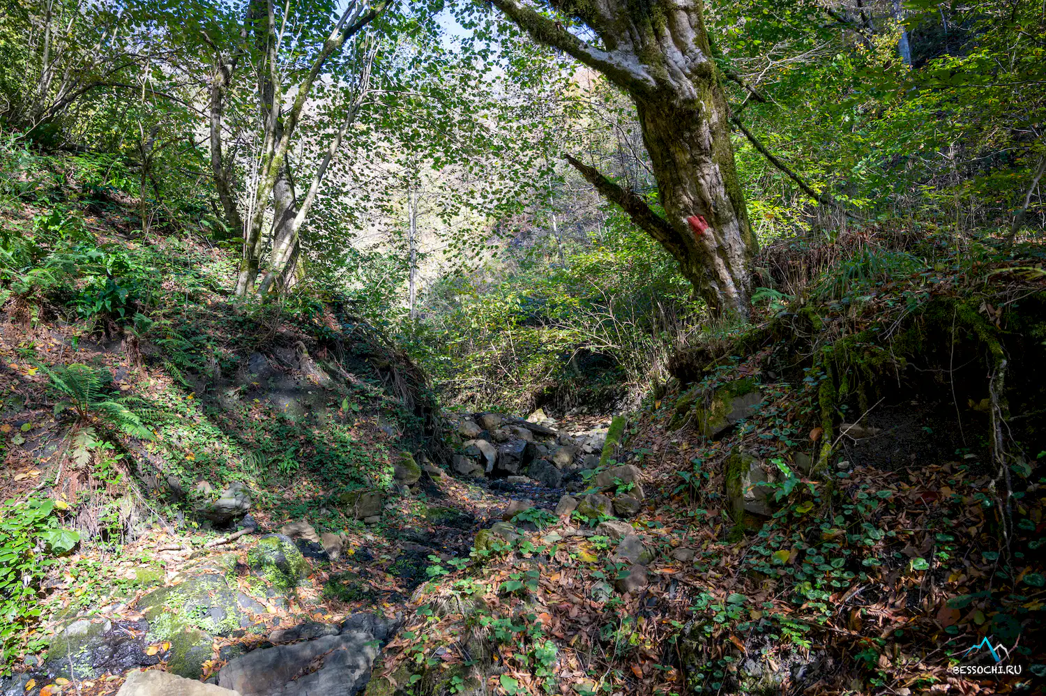 Первый приток Кутарки