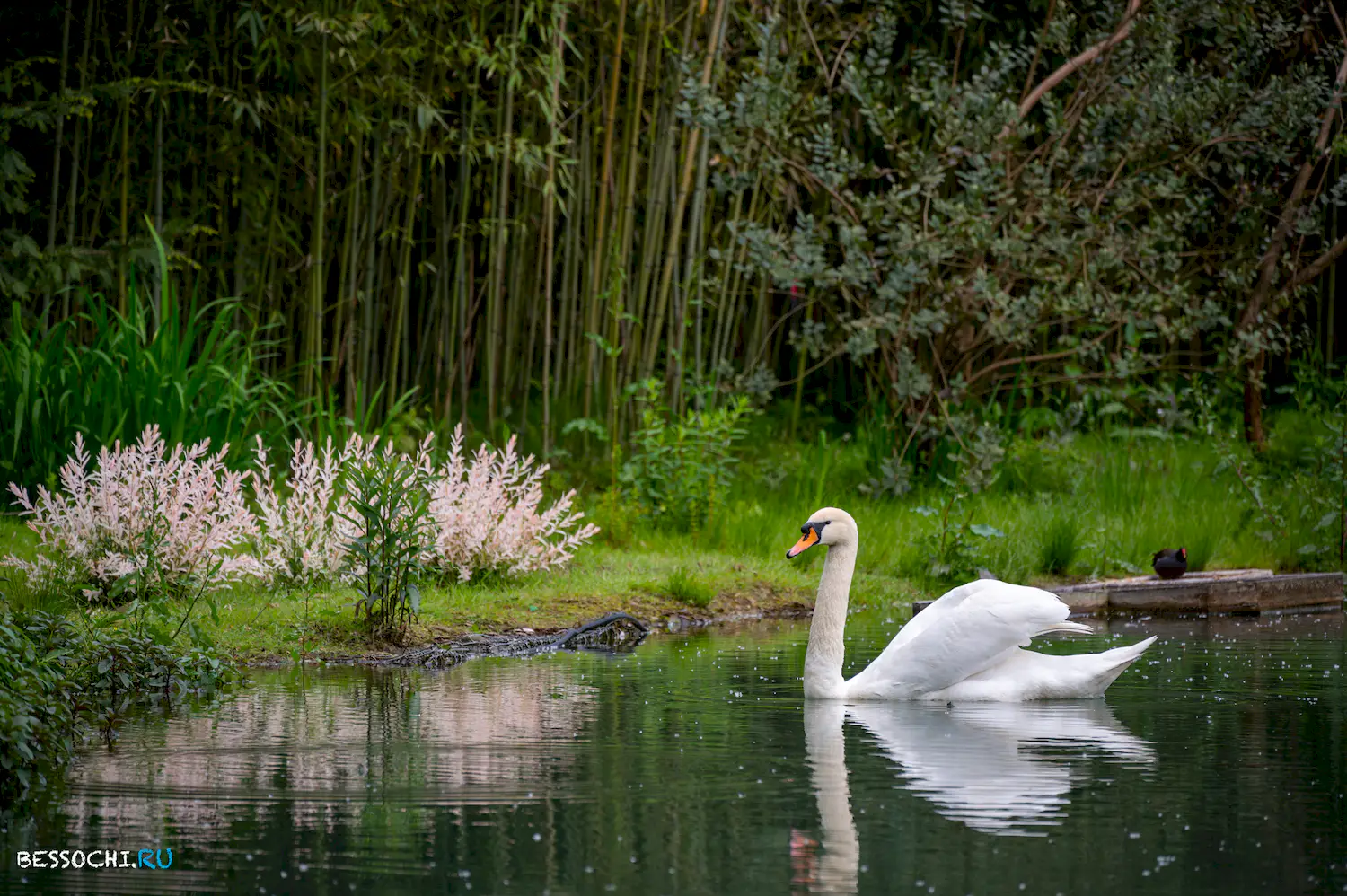 Южные Культуры