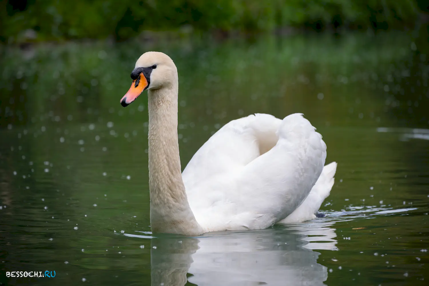 Южные Культуры