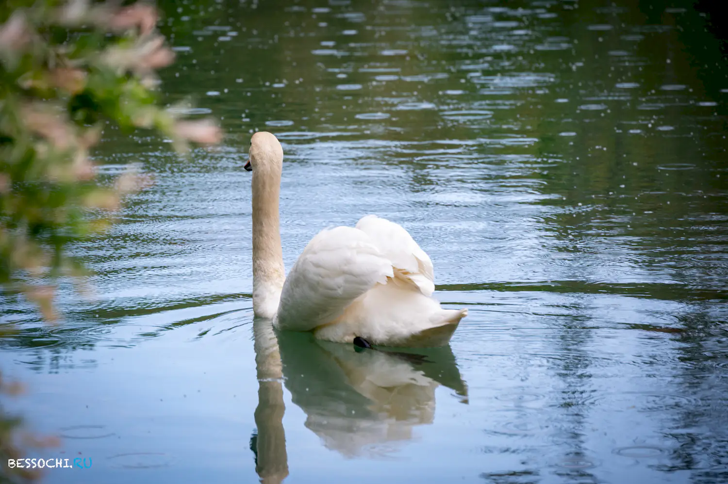 Южные Культуры