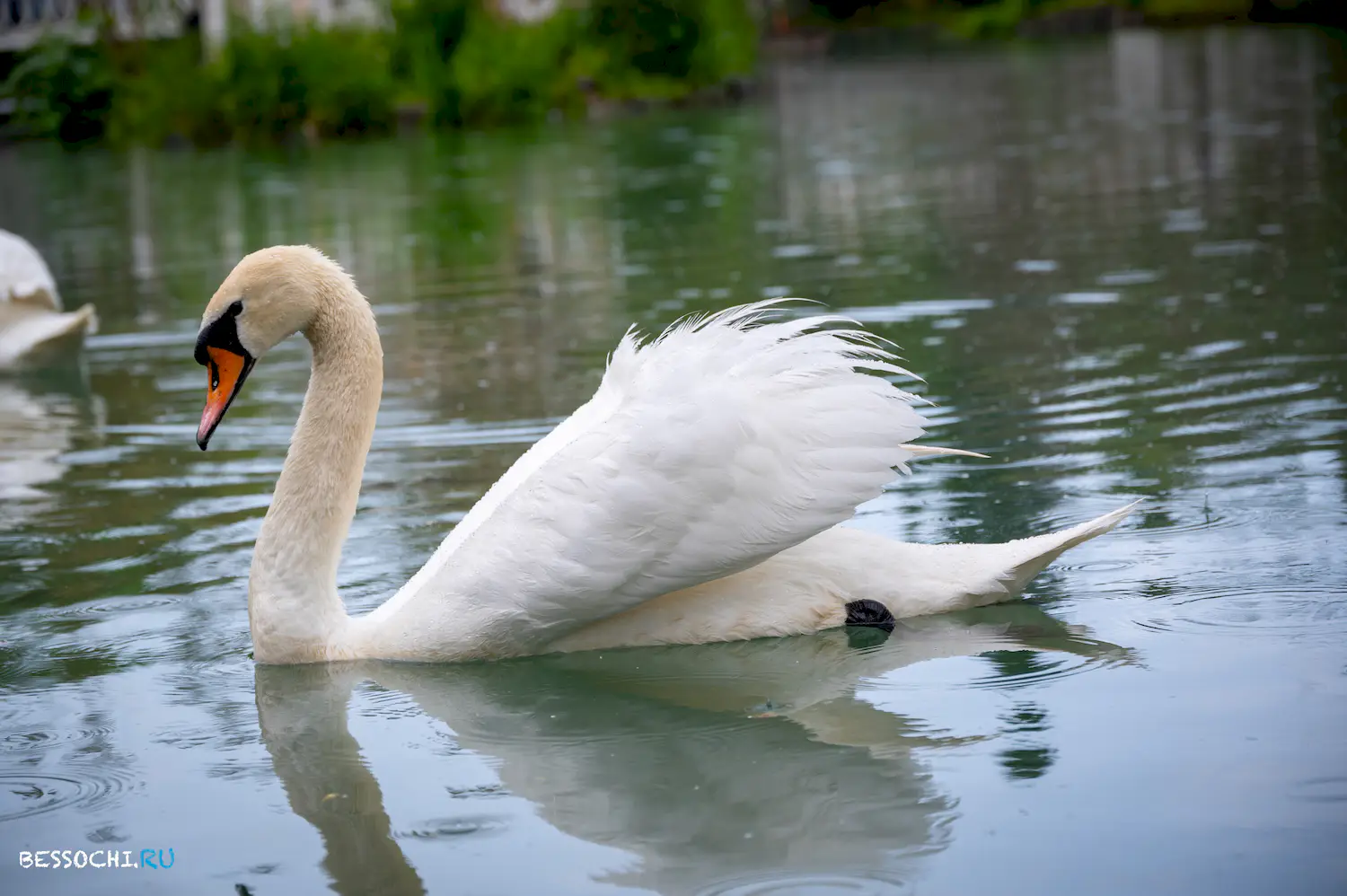 Южные Культуры