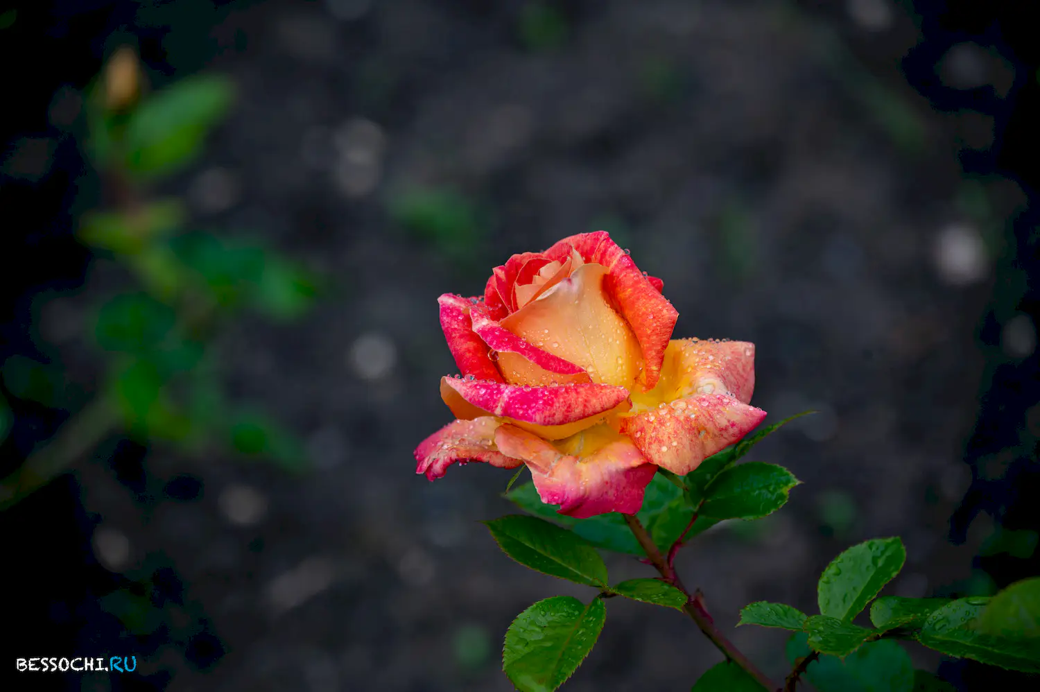 Южные Культуры