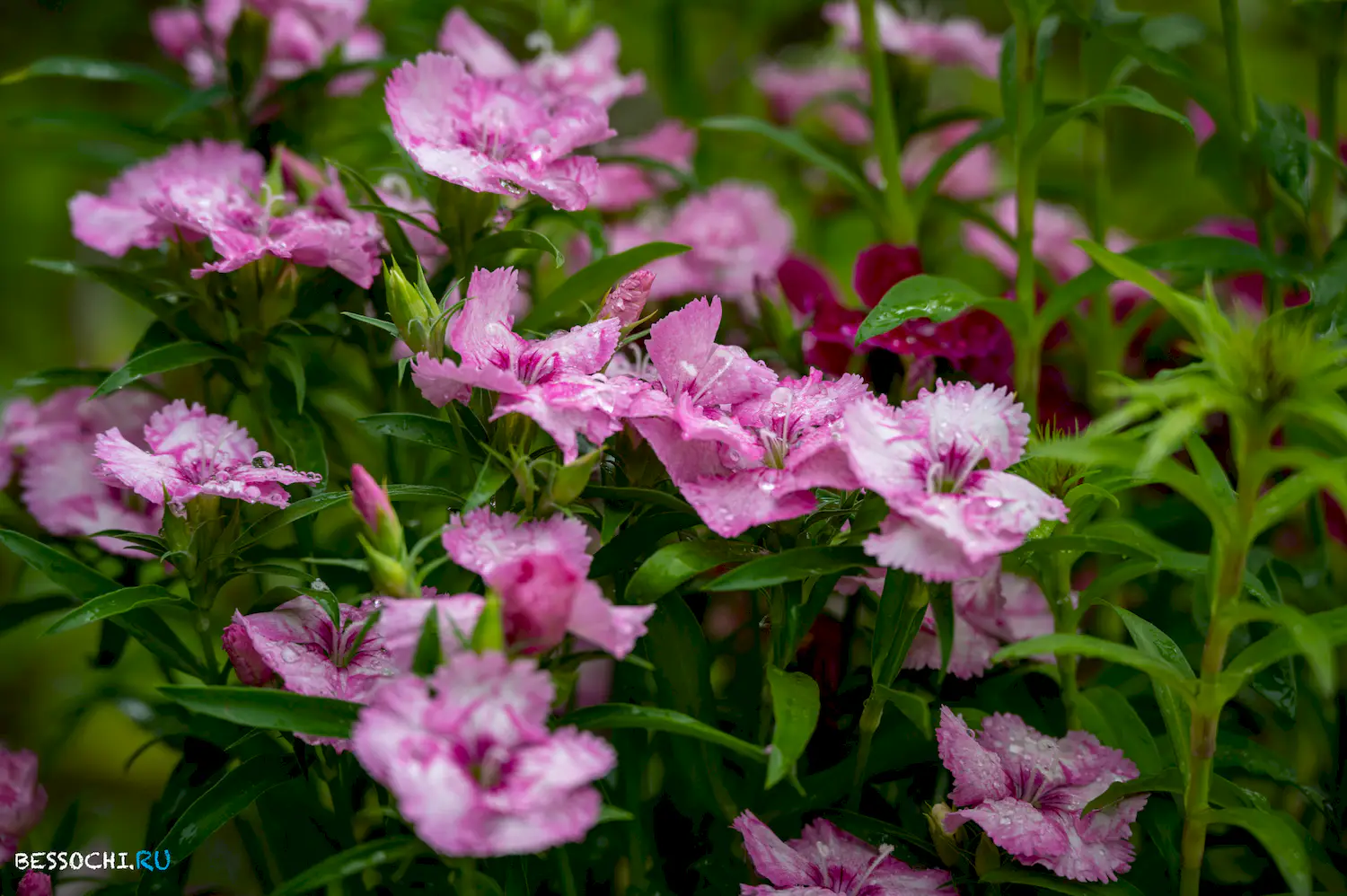 Южные Культуры