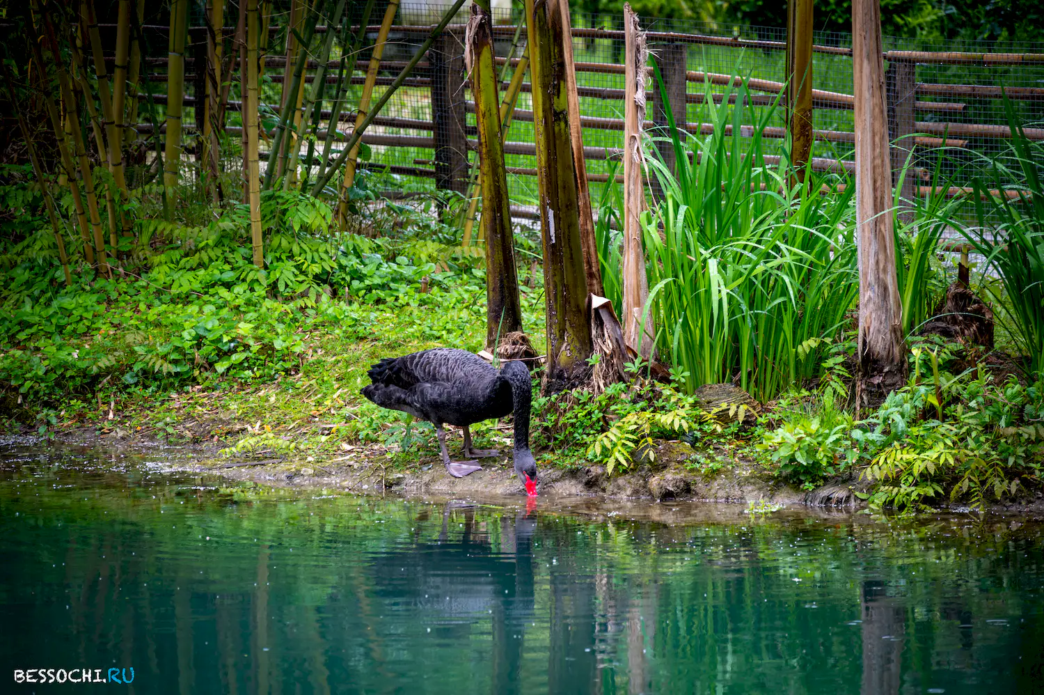 Южные Культуры