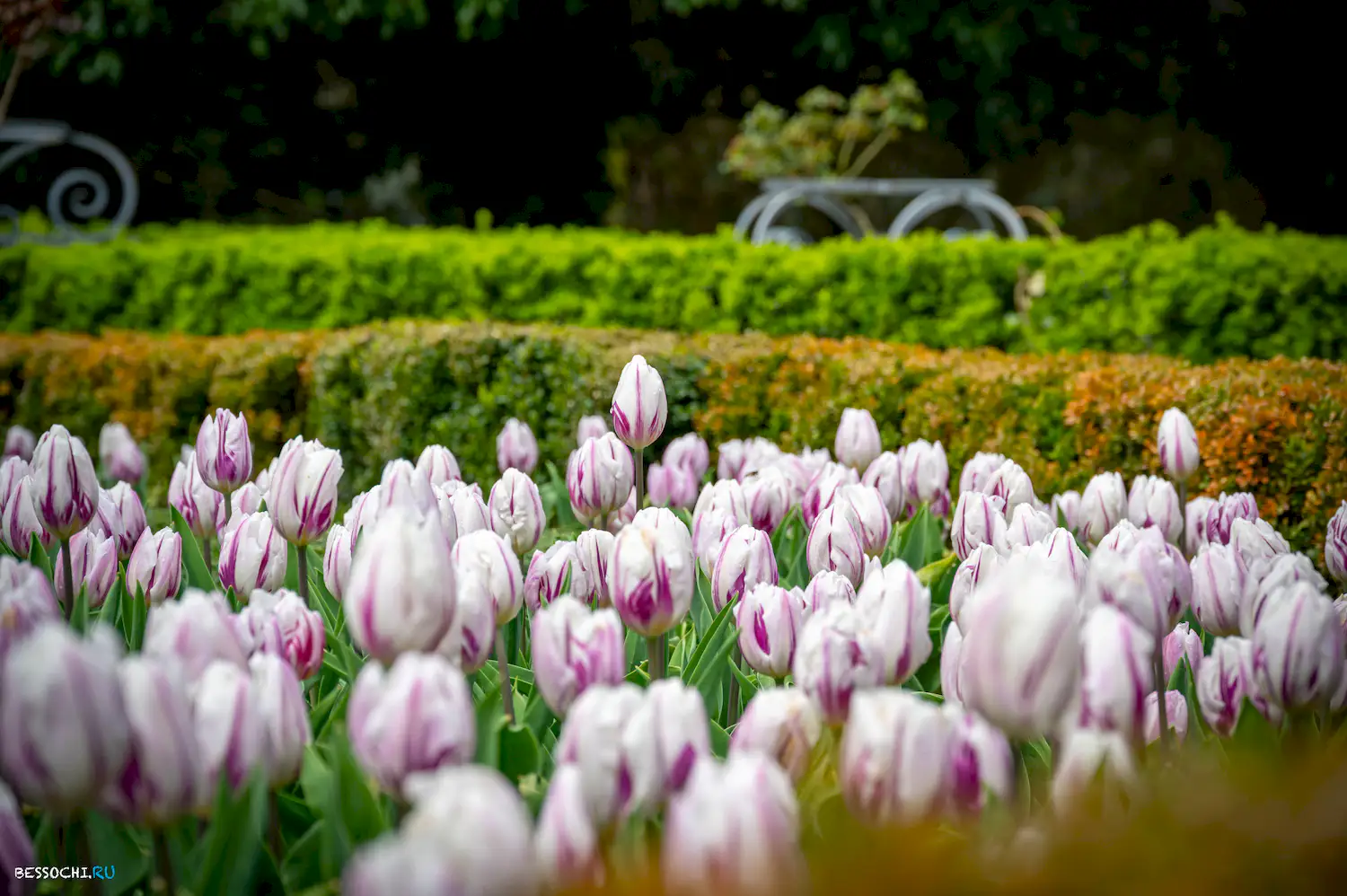 Южные культуры