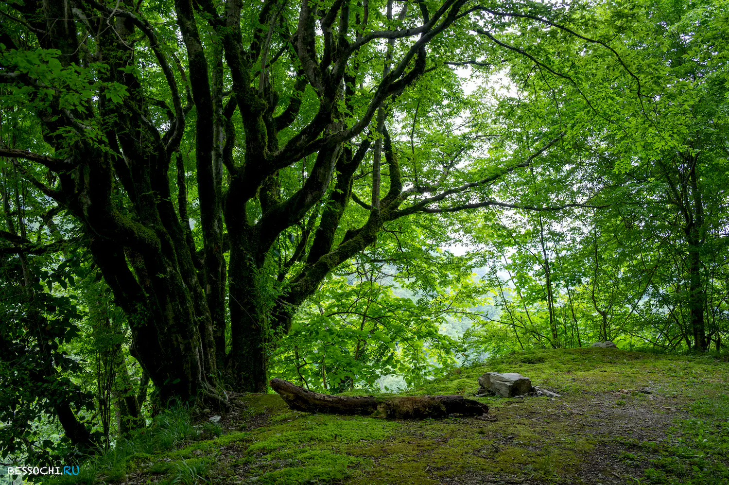 Хостинский карьер