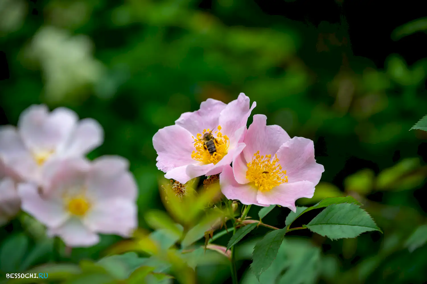 Хостинский карьер