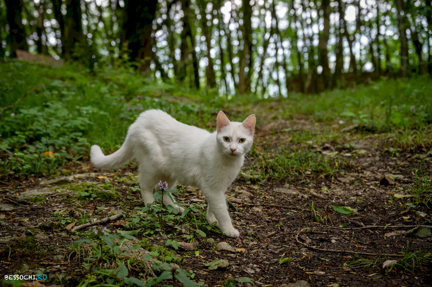Хостинский карьер