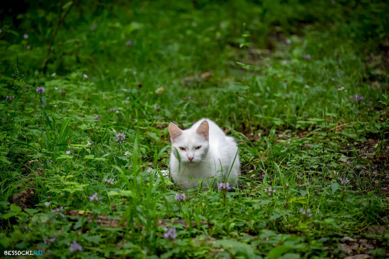 Хостинский карьер