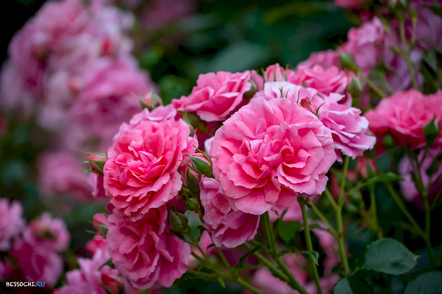 Розарий Ривьера