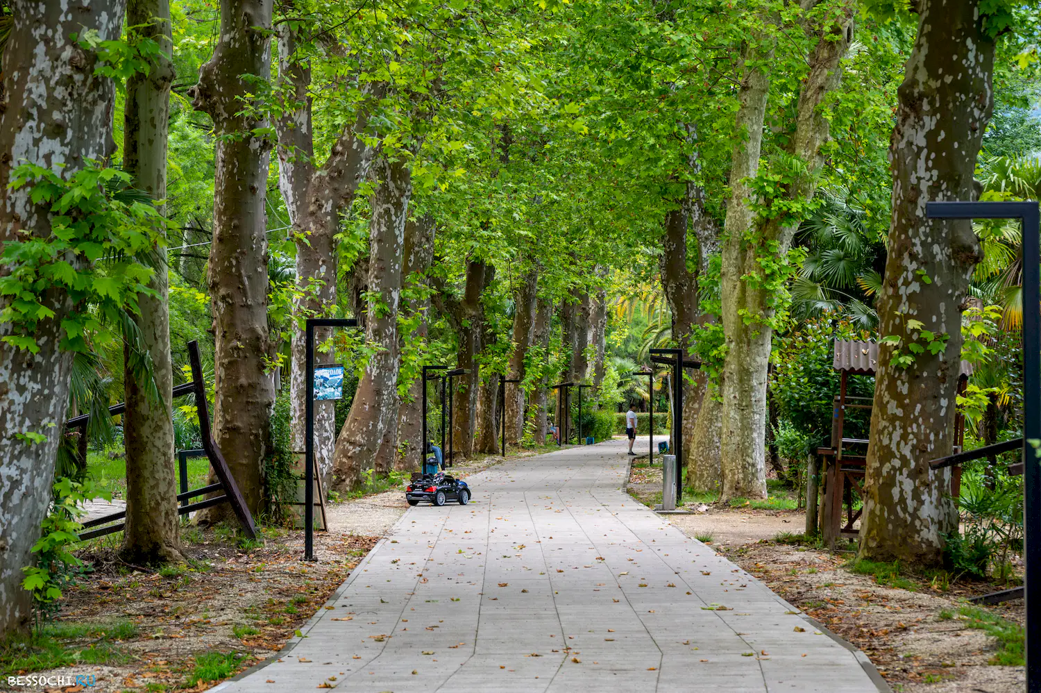 Ласточка Абхазия