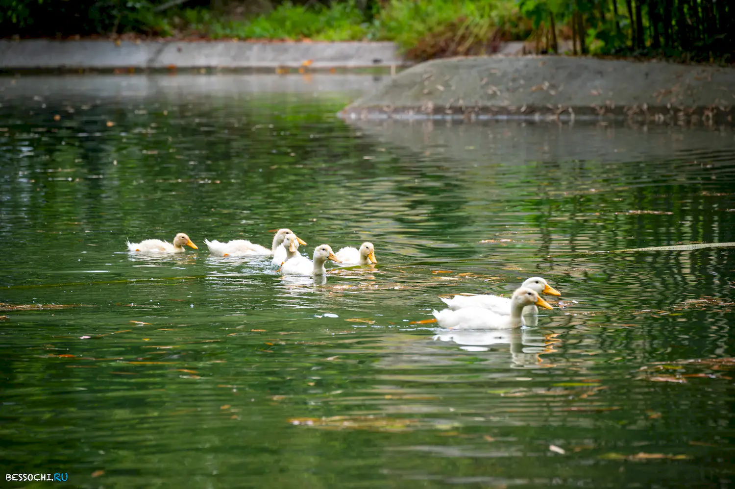 Ласточка Абхазия