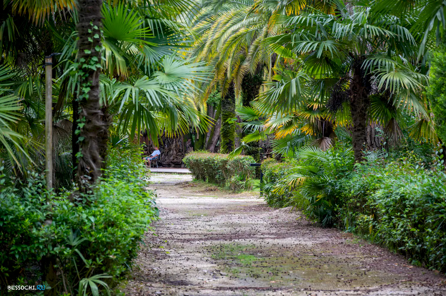 Ласточка Абхазия
