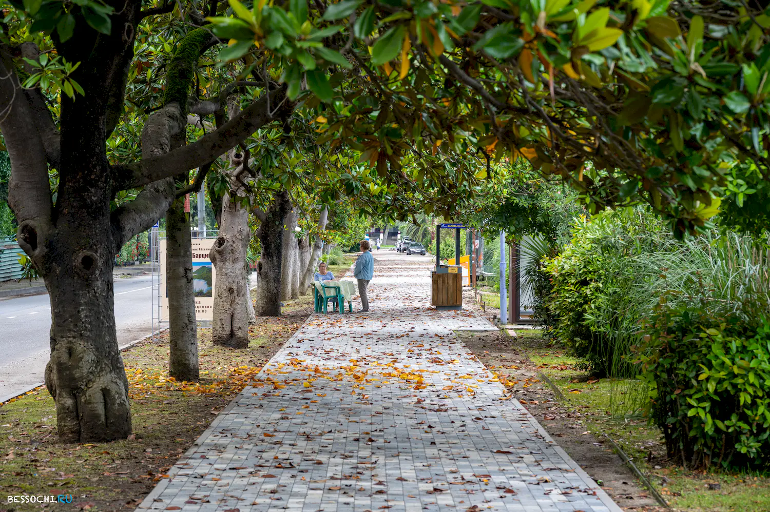 Ласточка Абхазия