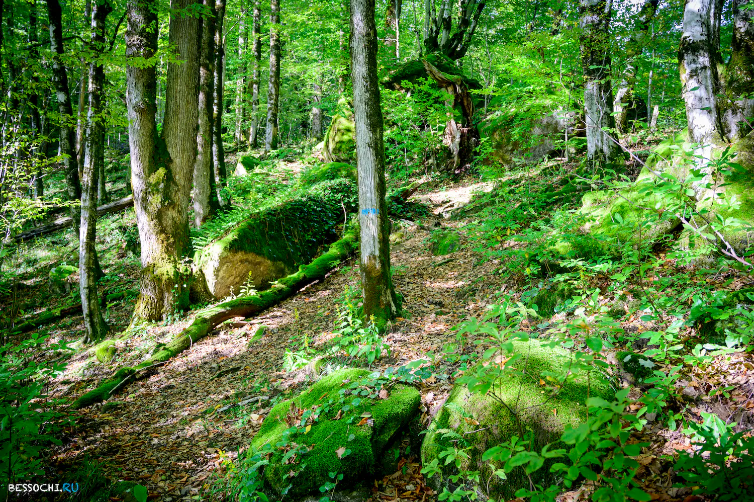 Дольмены Три дуба