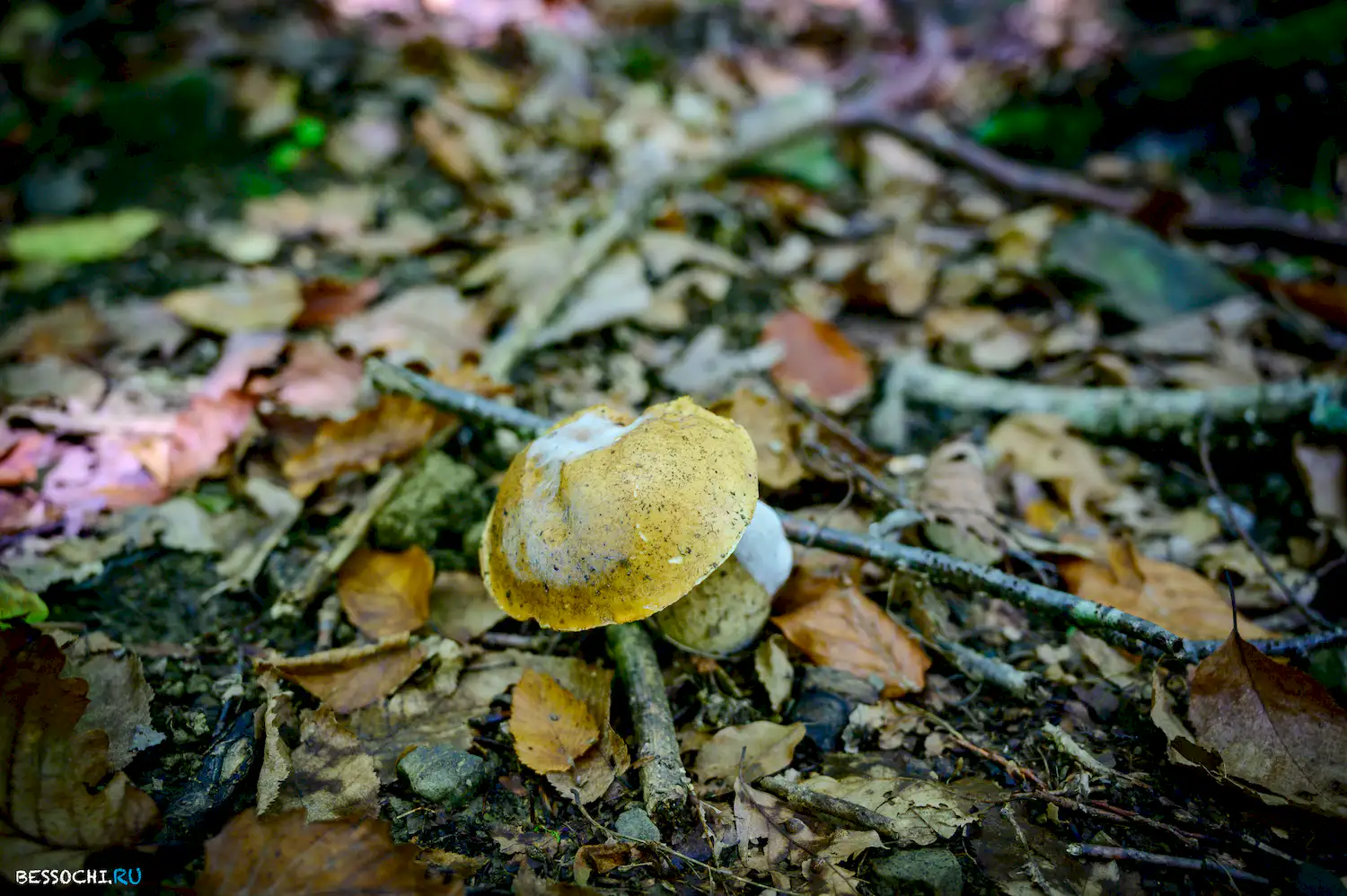 Дольмены Три дуба