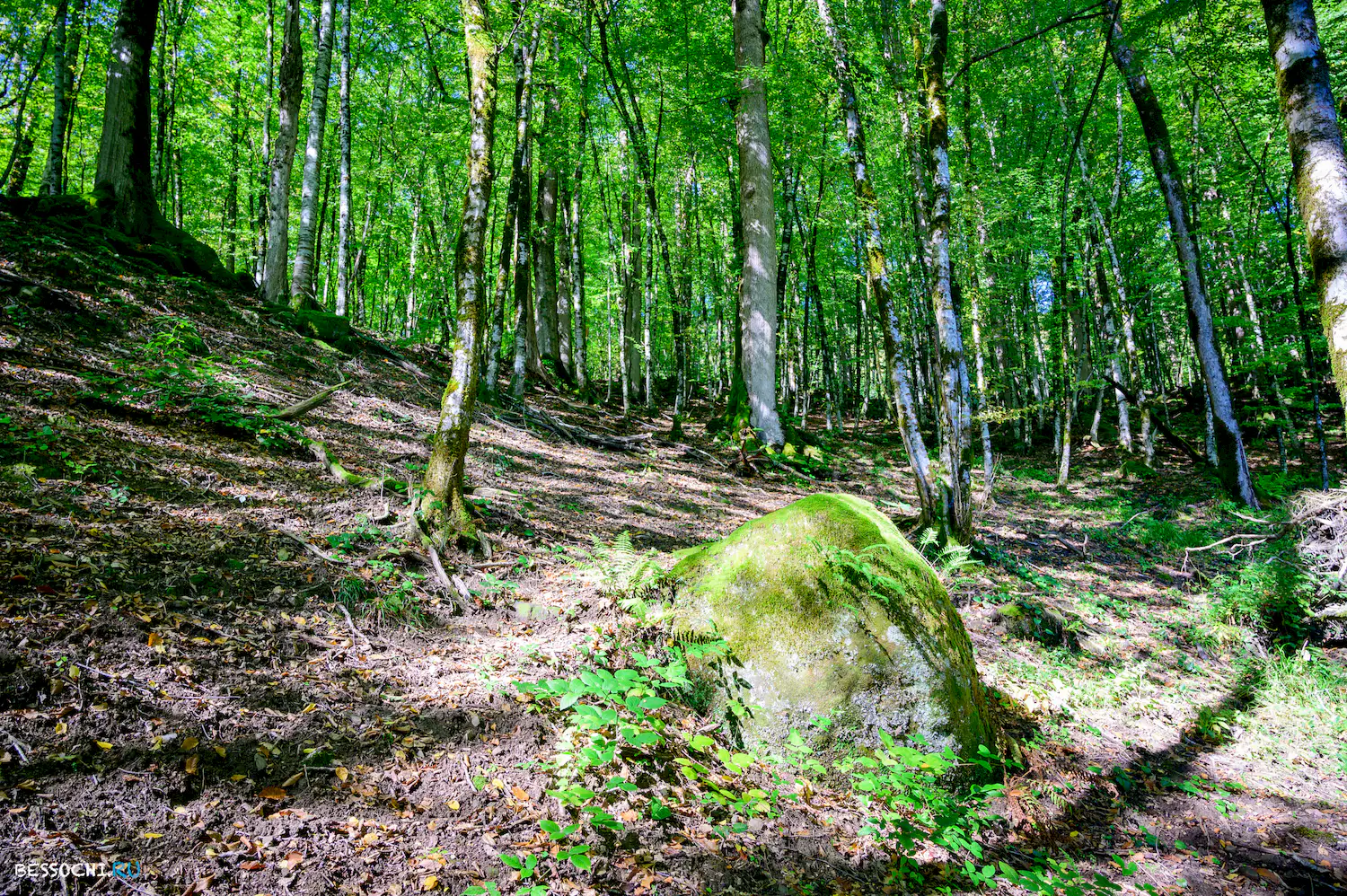 Дольмены Три дуба