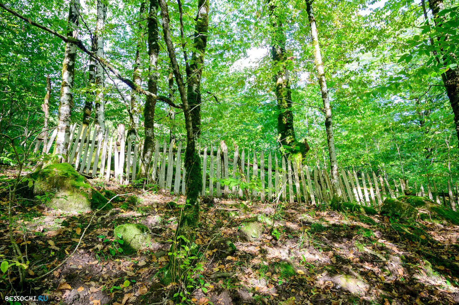 Дольмены Три дуба