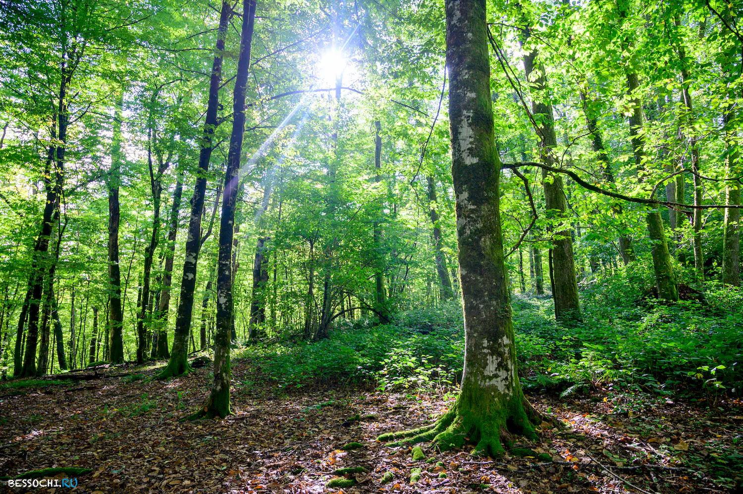 Дольмены Три дуба