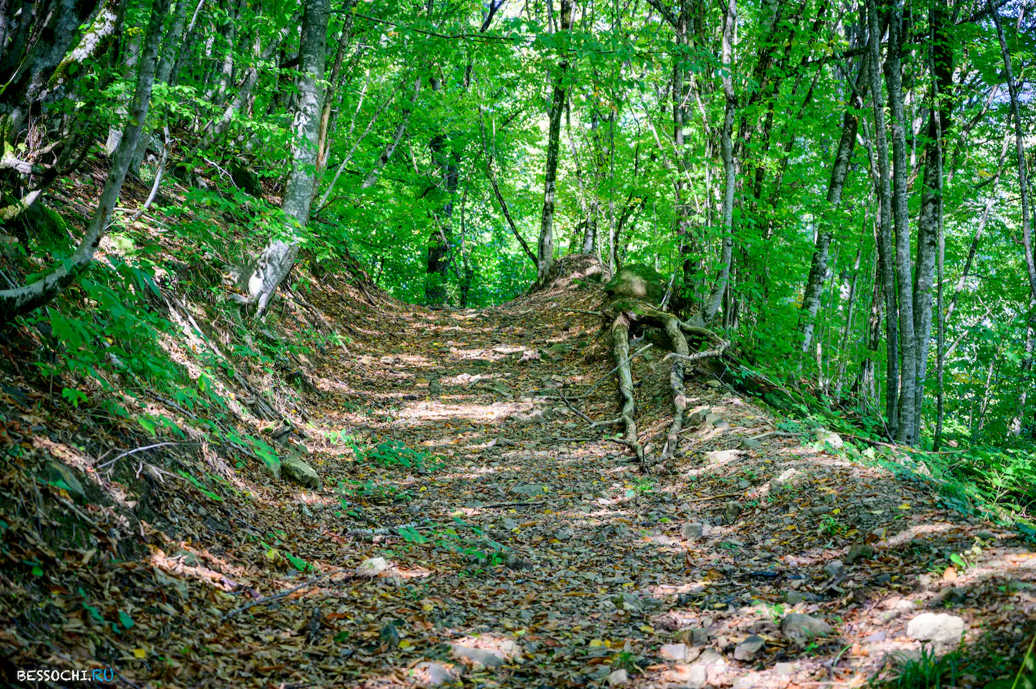 Дольмены Три дуба