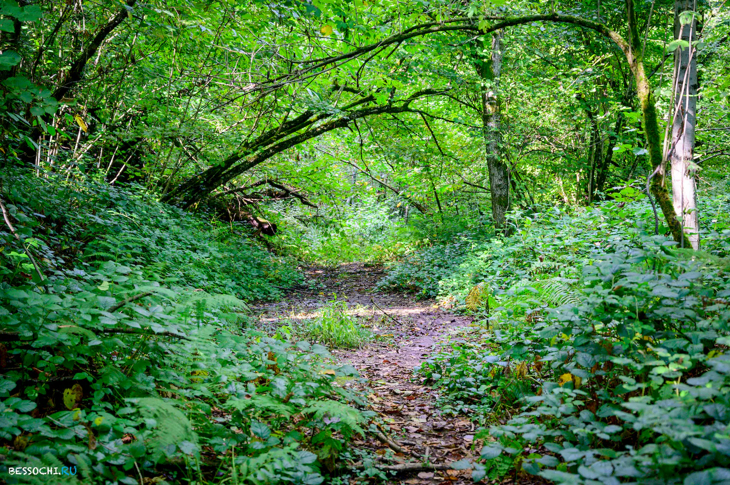 Дольмены Три дуба