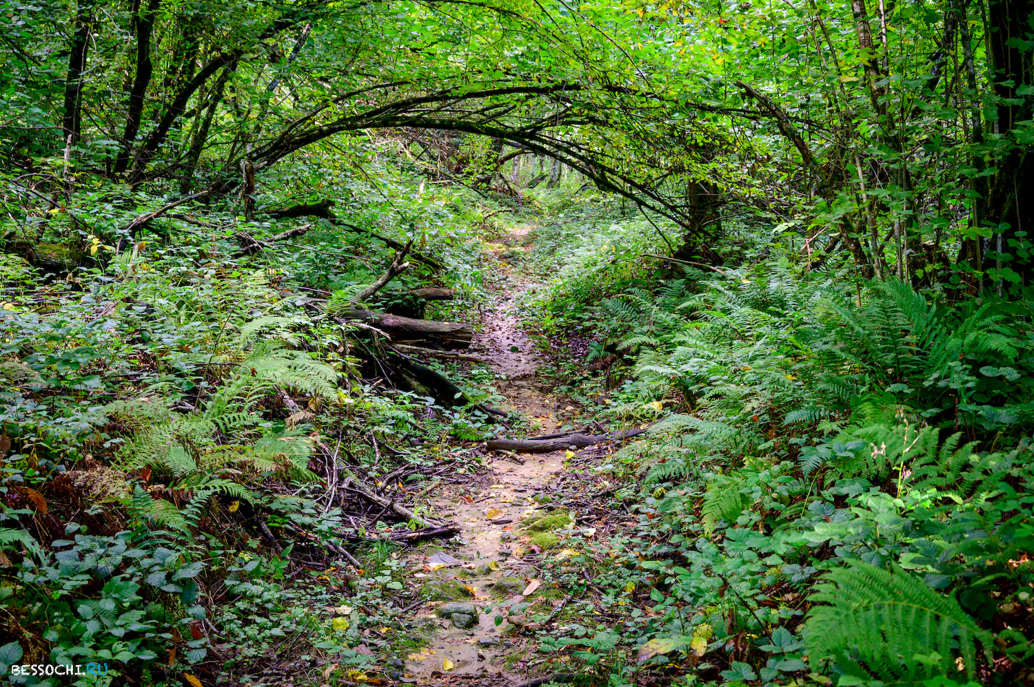 Дольмены Три дуба