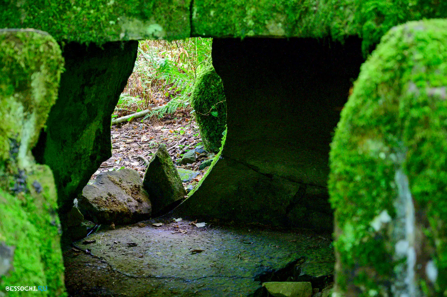 Дольмены Три дуба