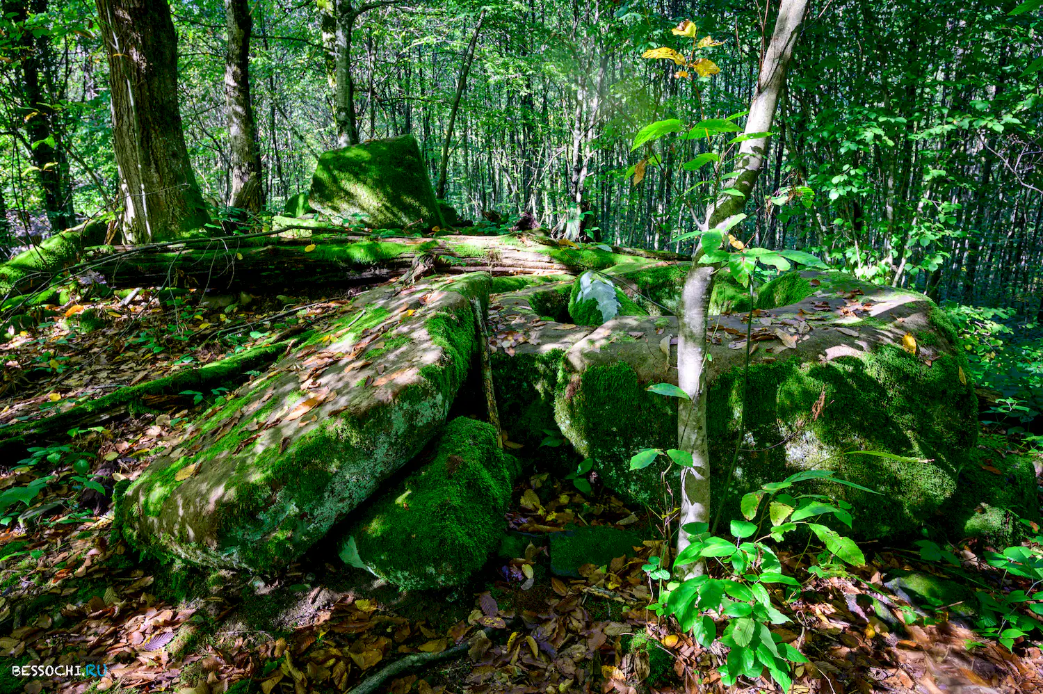 Дольмены Три дуба