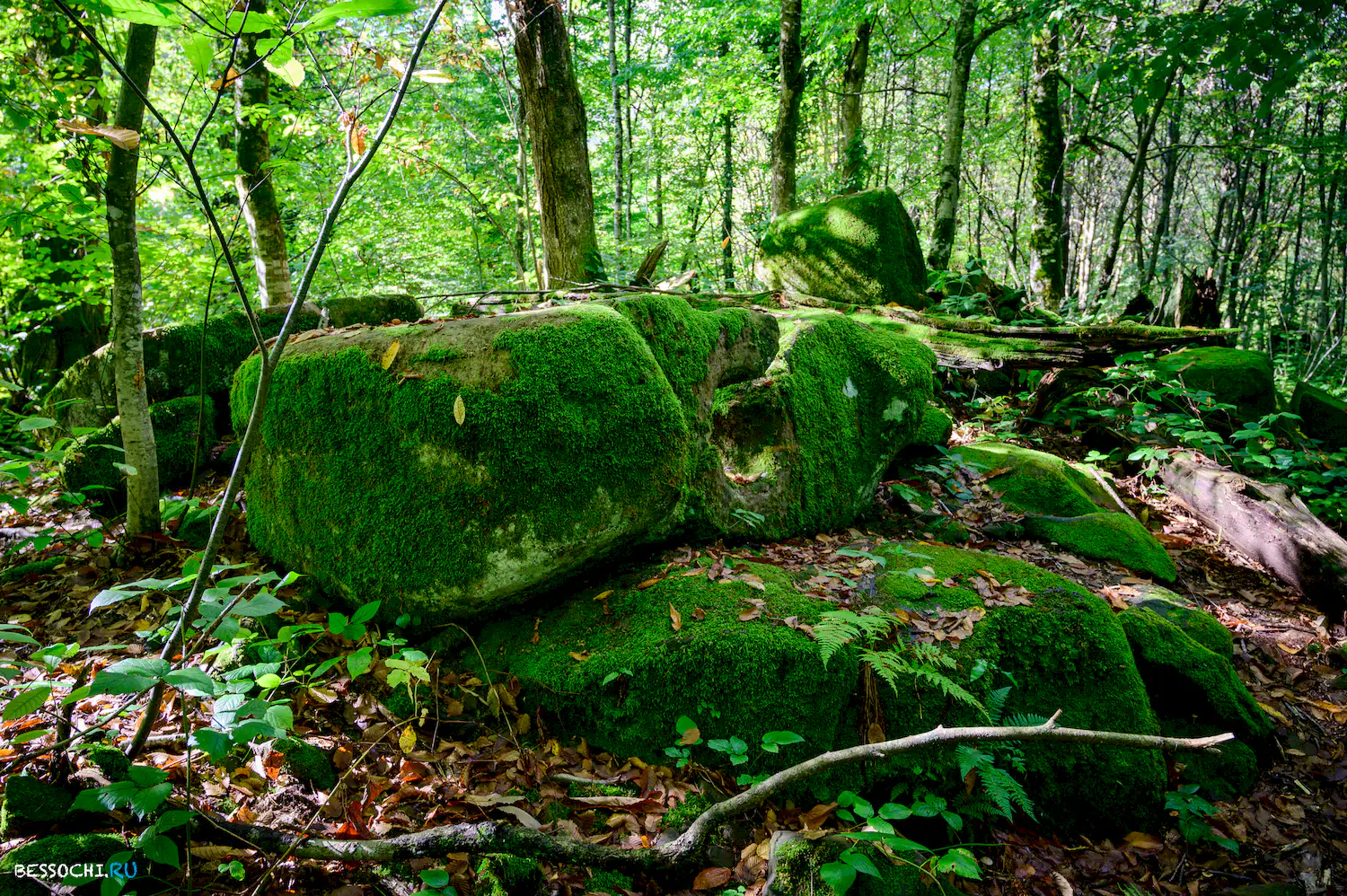 Дольмены Три дуба