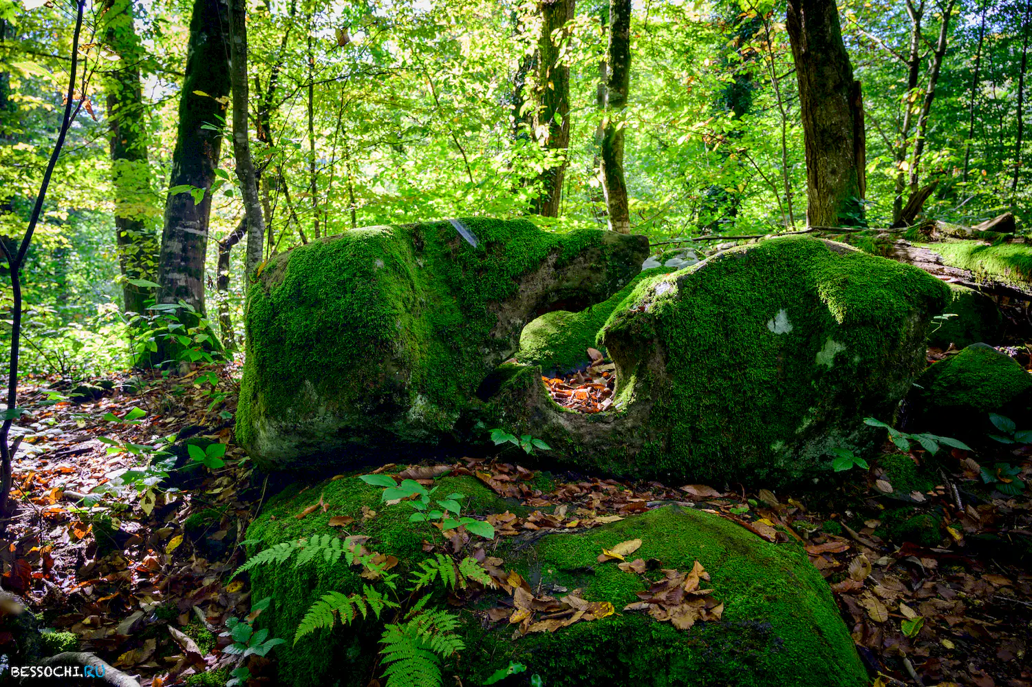 Дольмены Три дуба