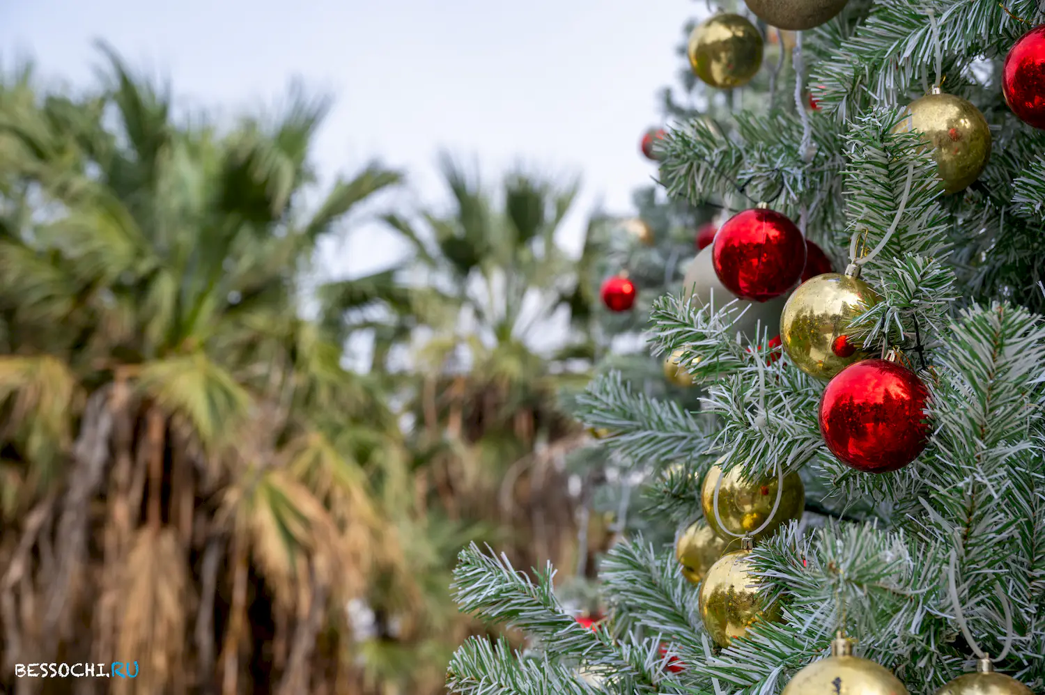 Новый год Сочи 2024