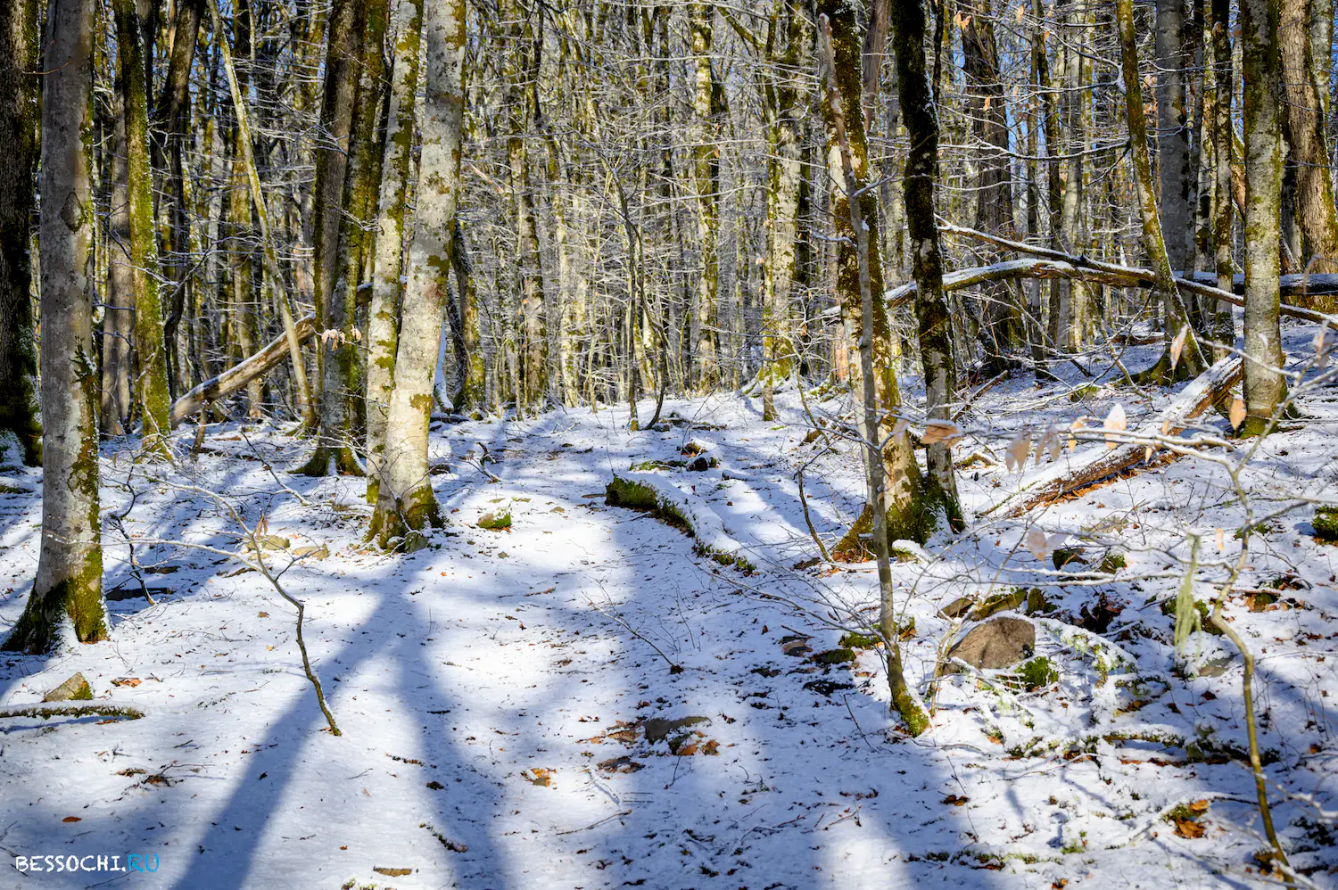 Ачипсинская крепость