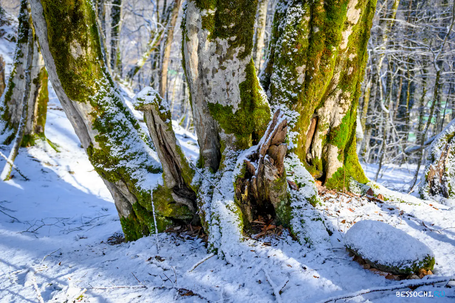 Ачипсинская крепость