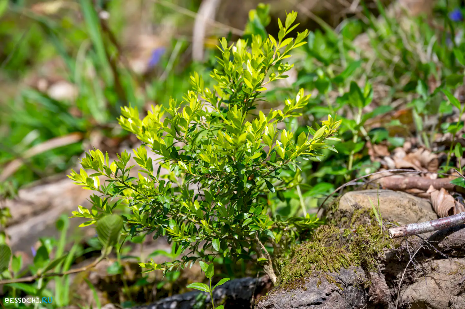 Весенний лес