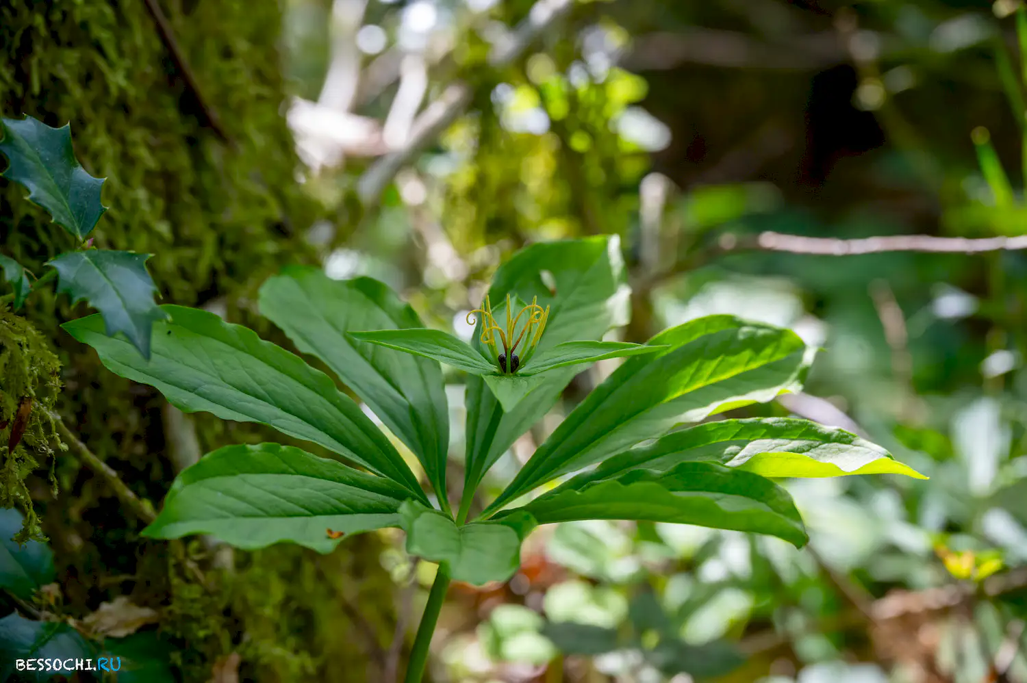 Весенний лес