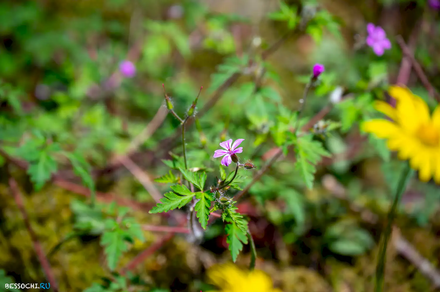 Весенний лес