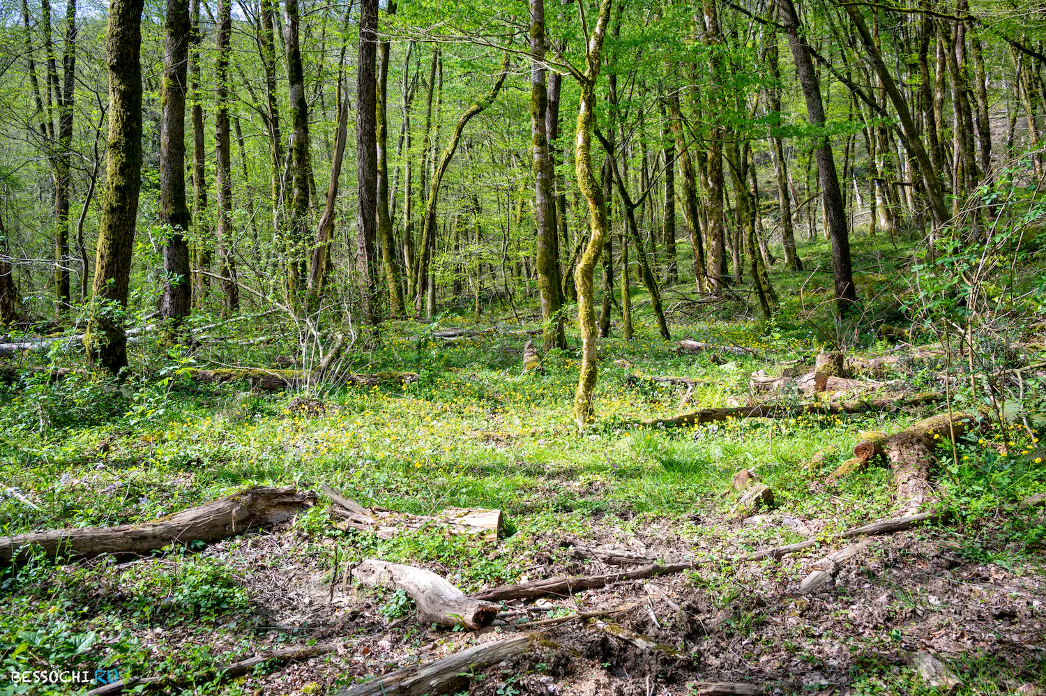 Весенний лес
