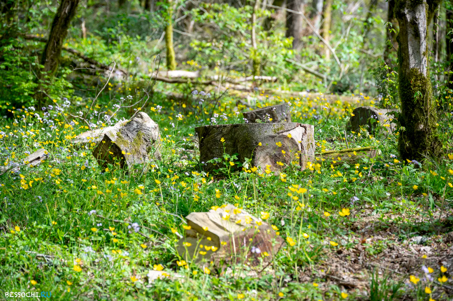 Весенний лес