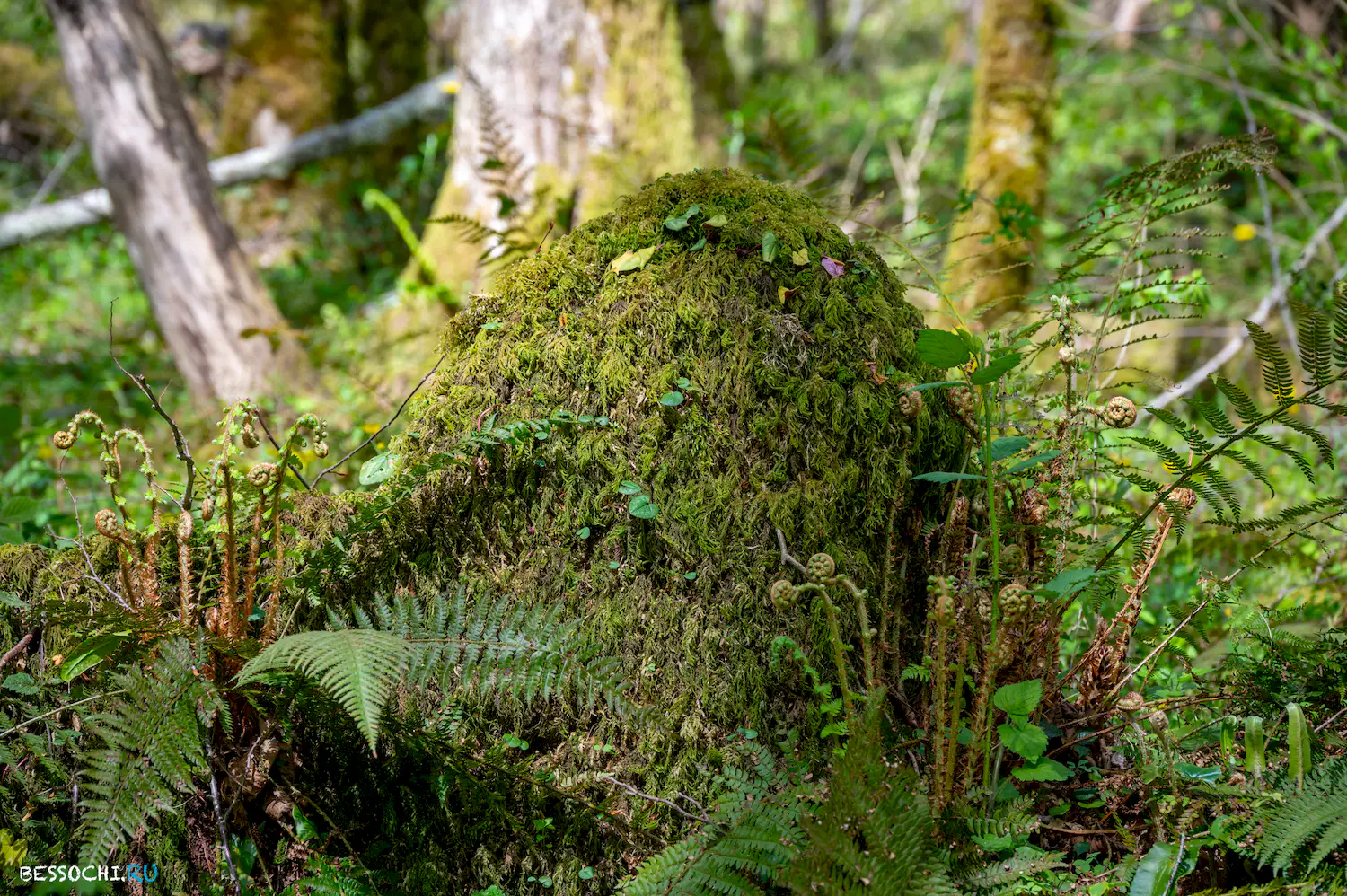 Весенний лес