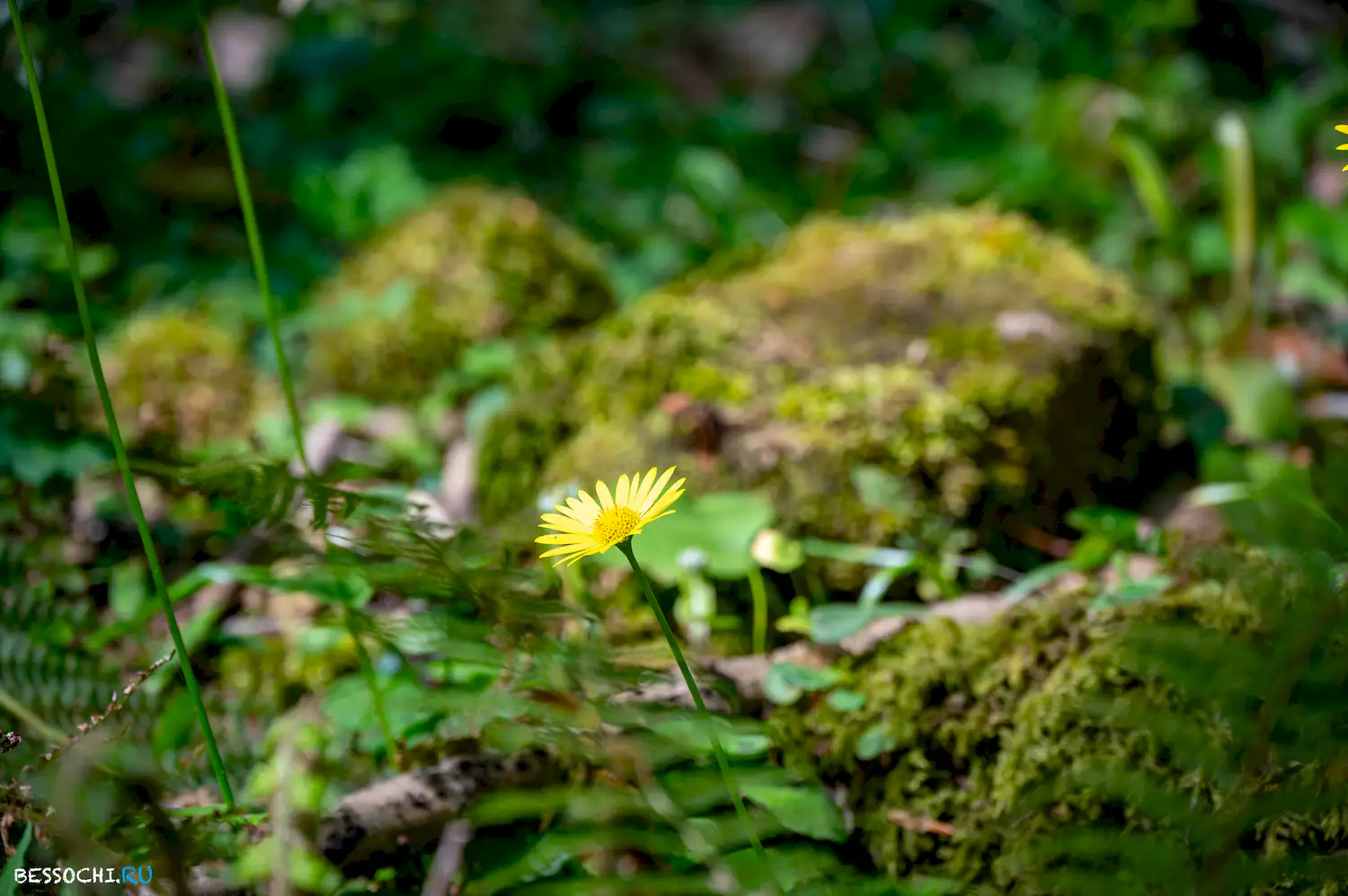 Весенний лес