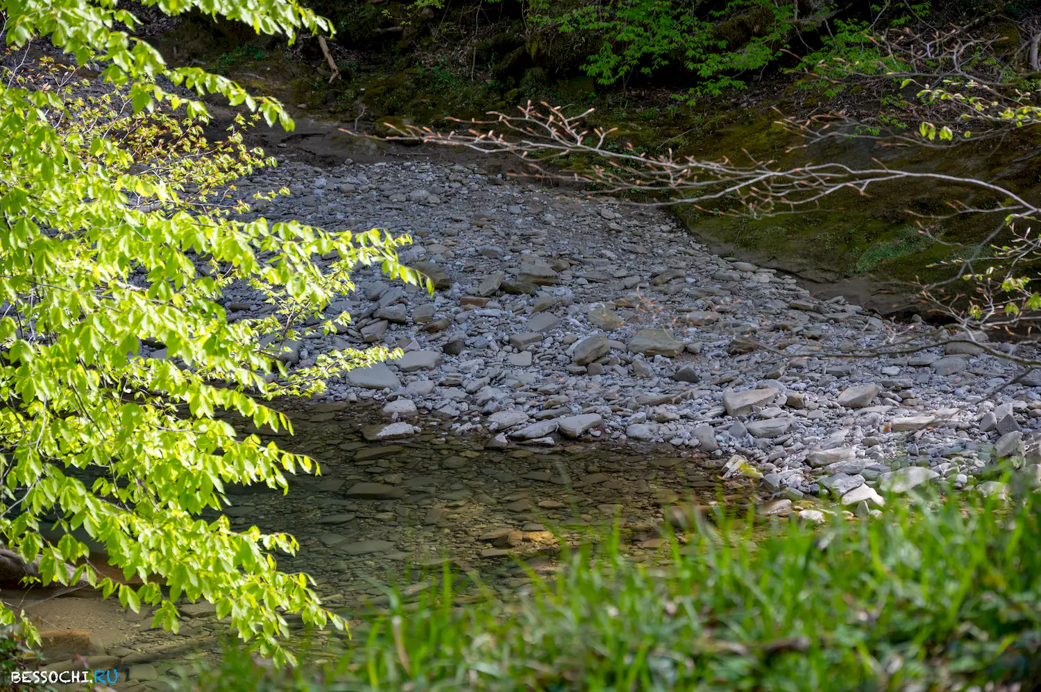 Весенний лес