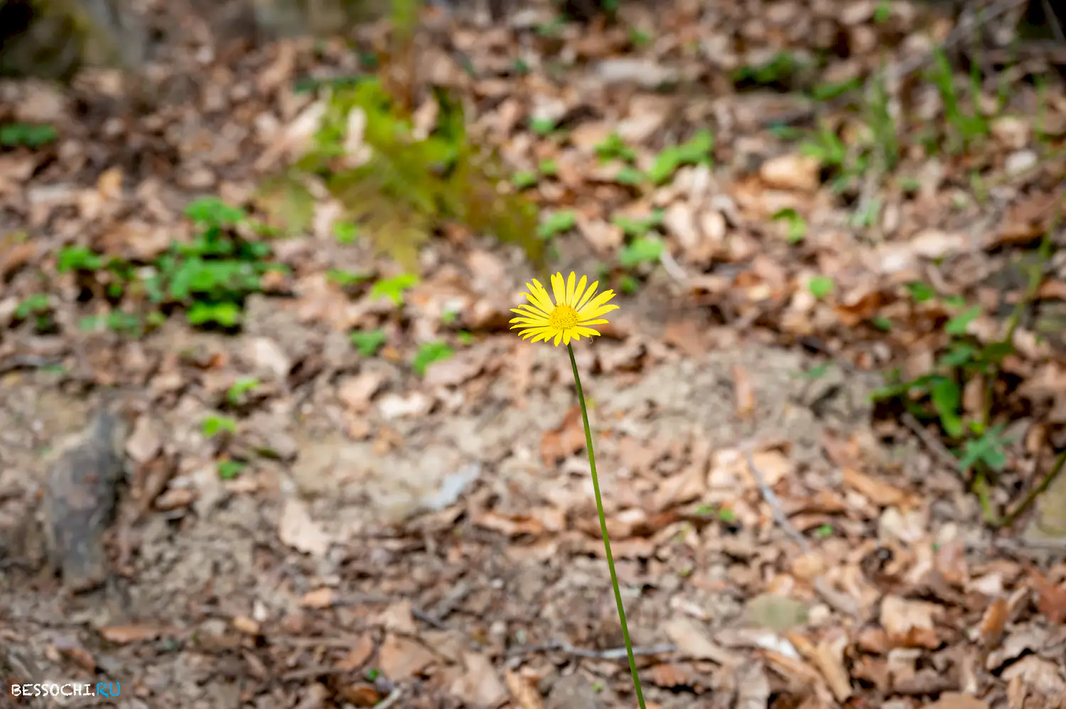 весенний лес