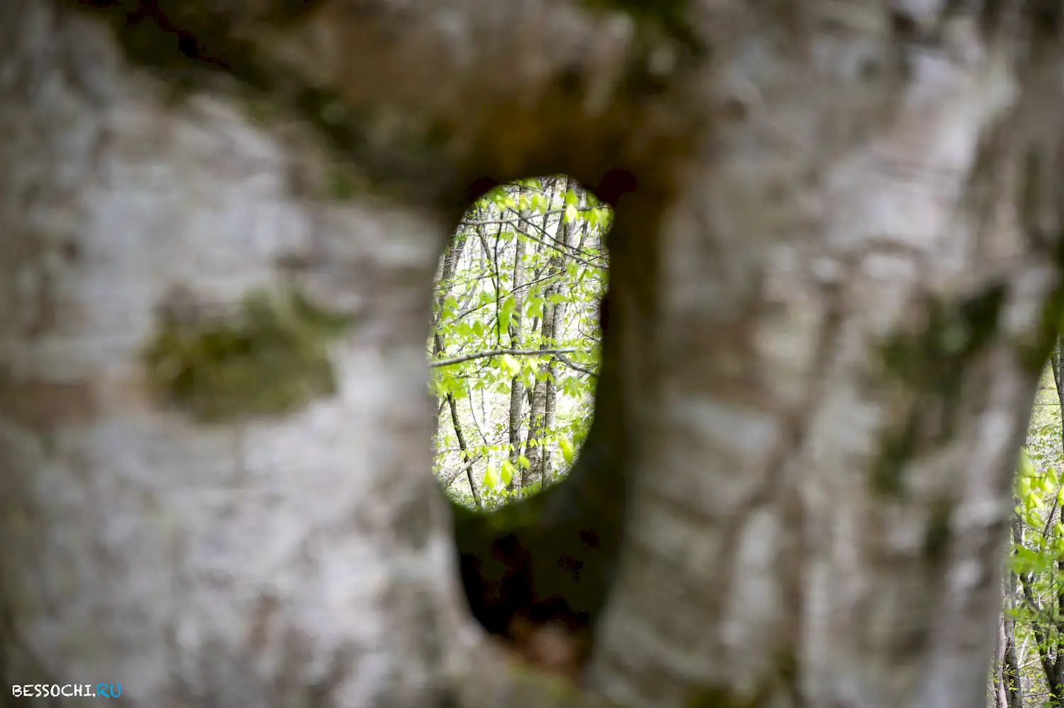 Весенний лес