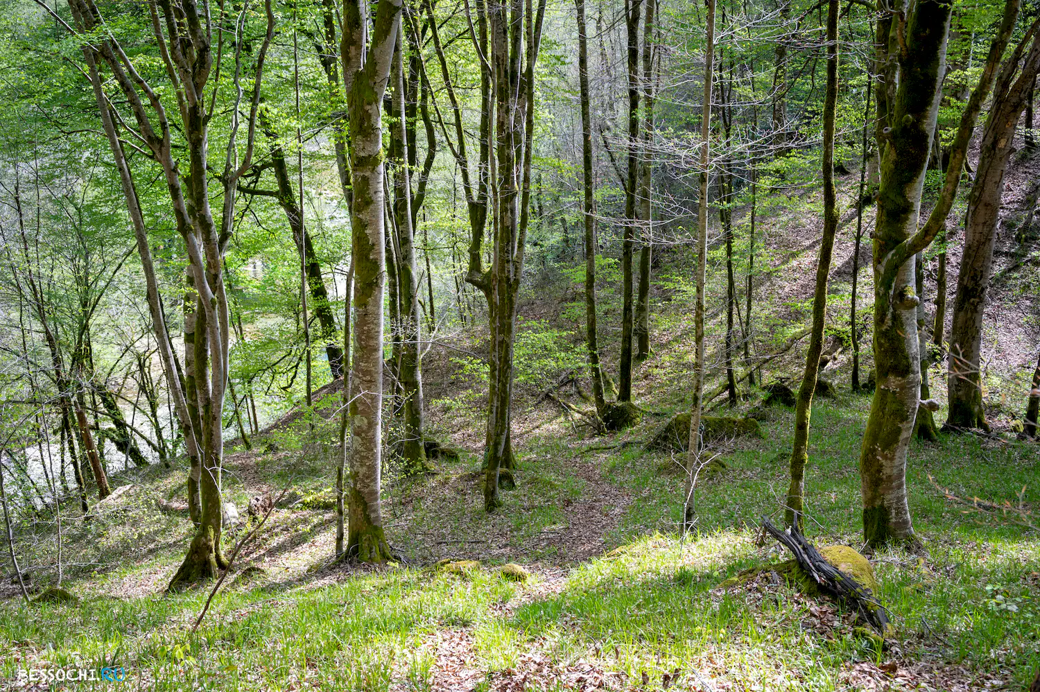 Весенний лес