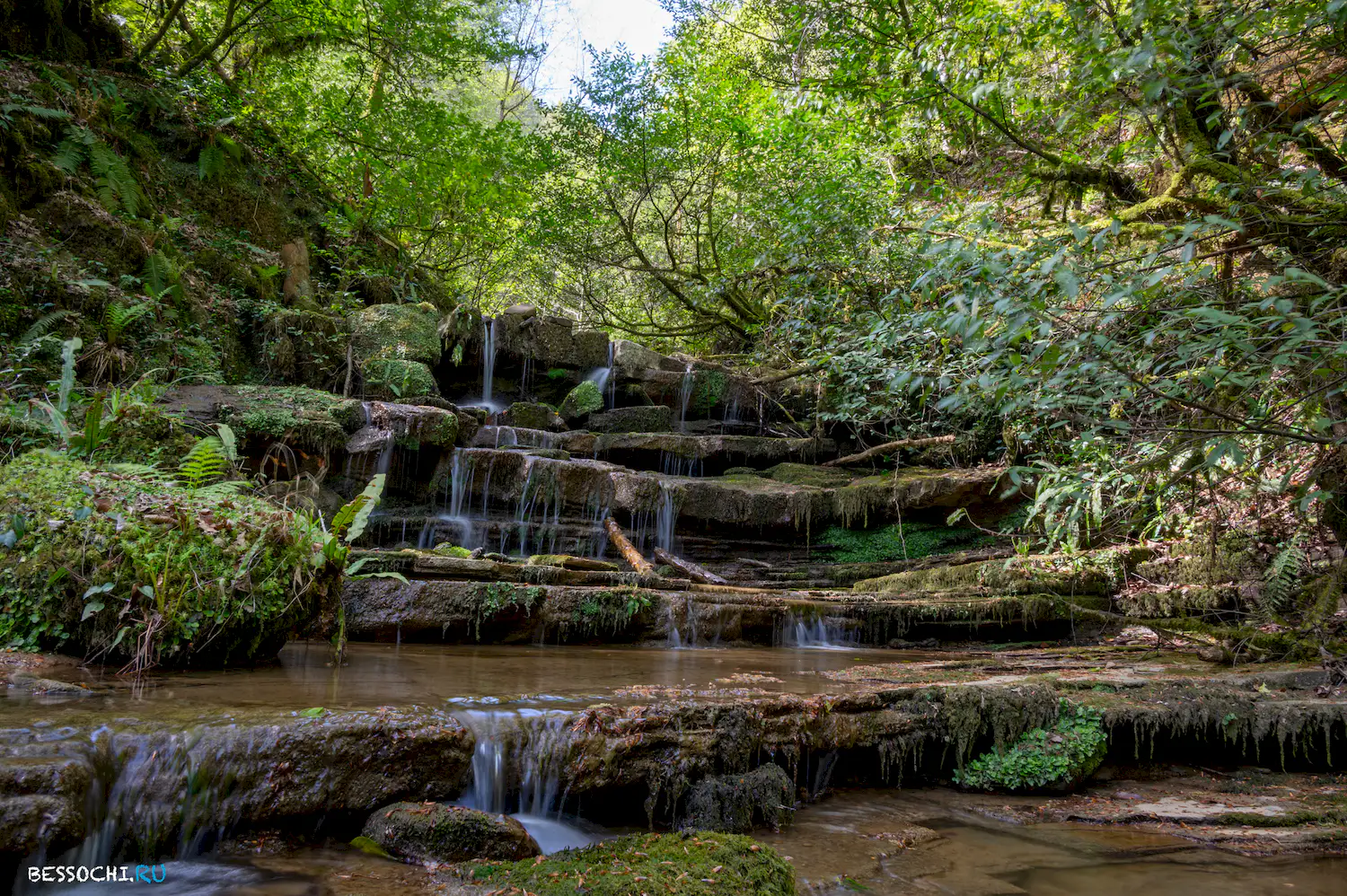 Весенний лес