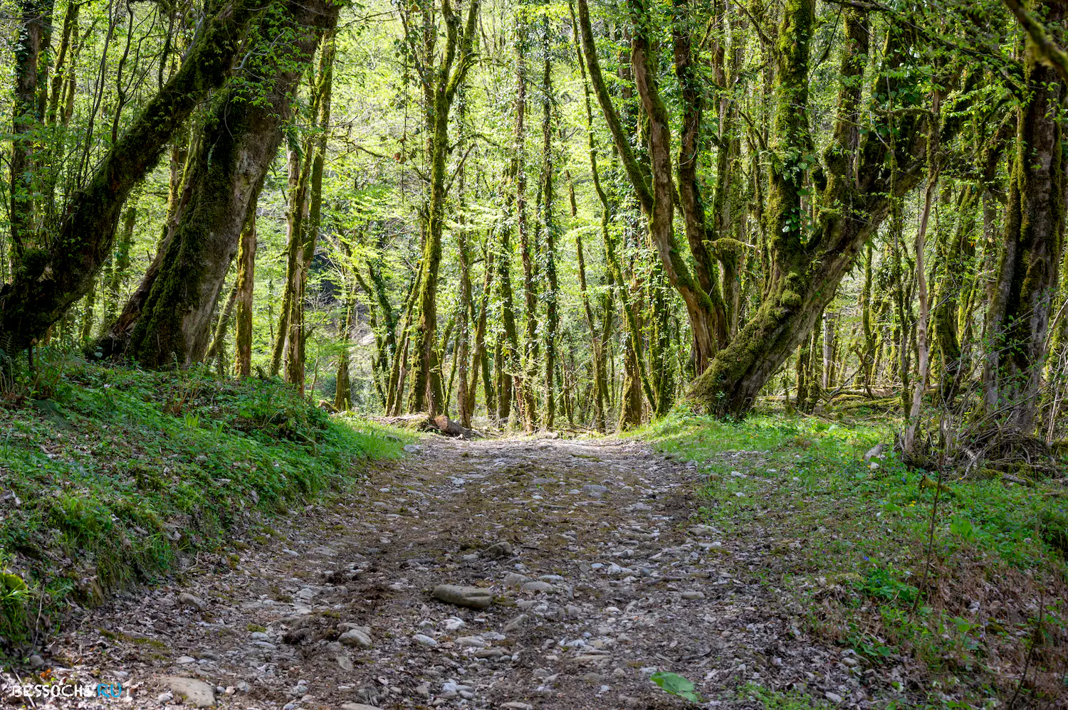 Весенний лес